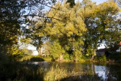 Am Erlenweiher